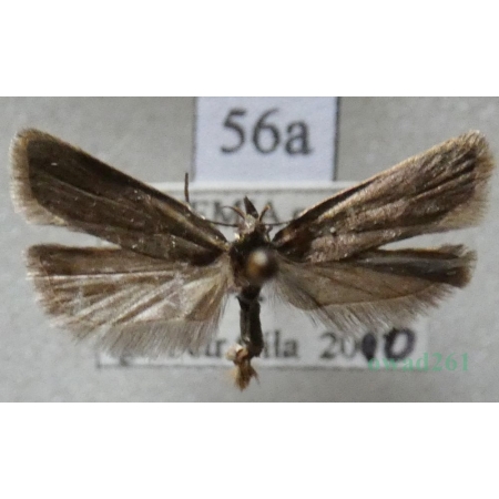 Acompsia cinerella (Clerck, 1759) Czech56a